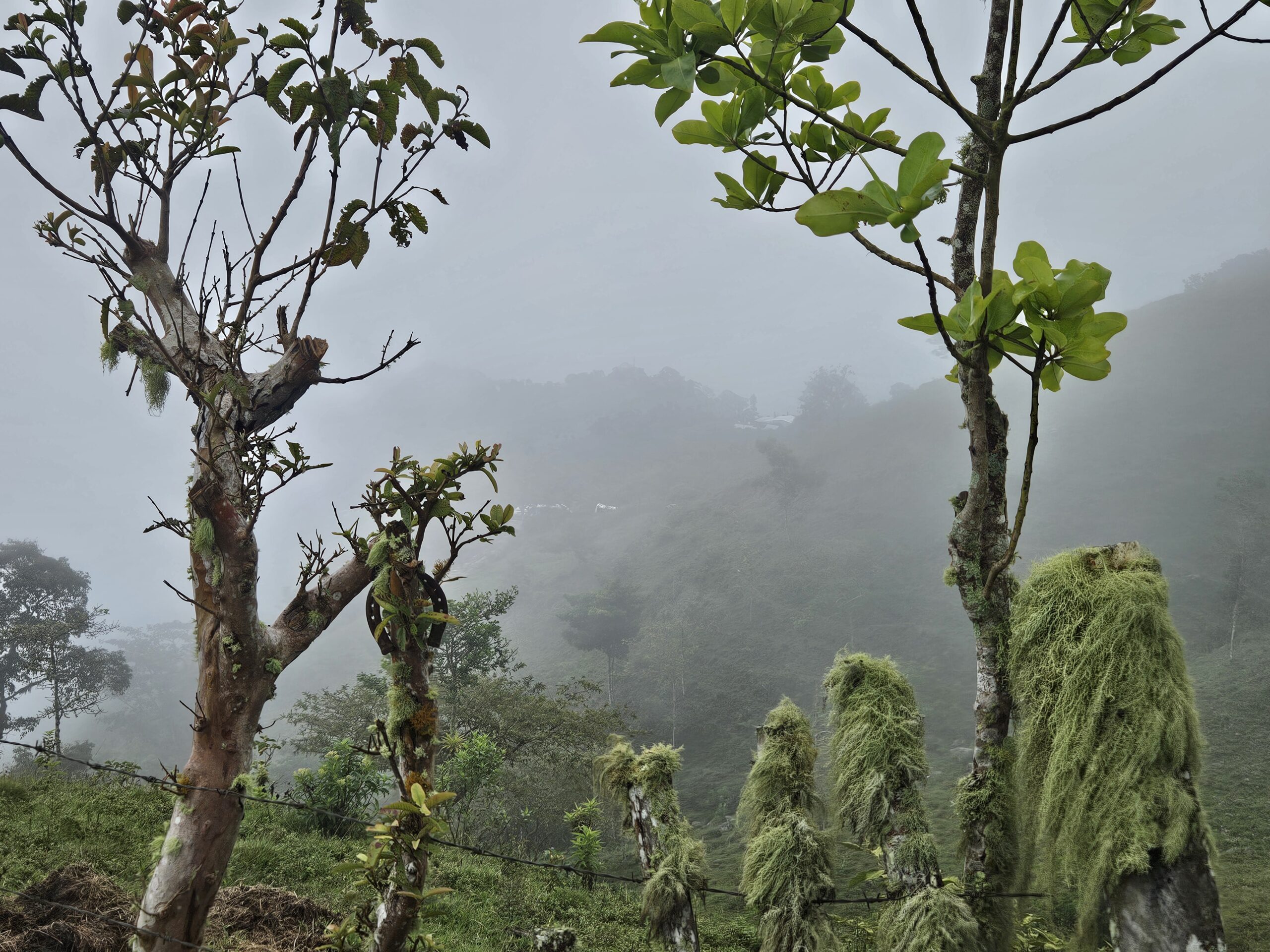 SRS Roldanillo Colombia
