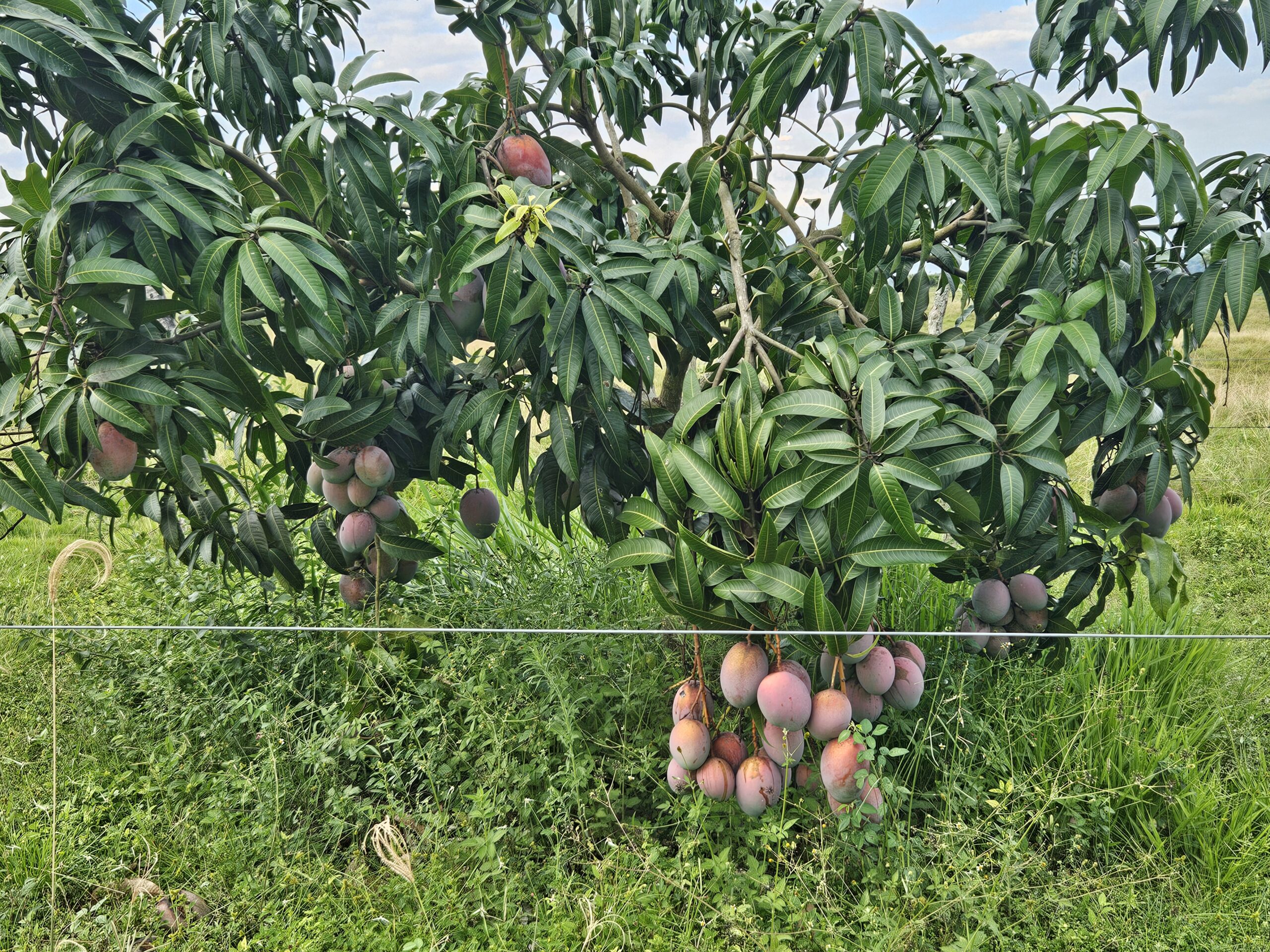 Copa Niviuk Open 2026